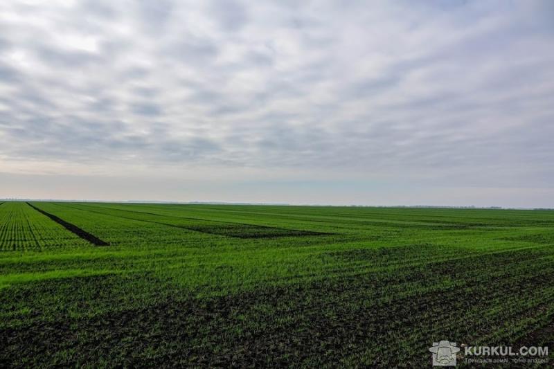 У полях відновилося живлення личинок хлібної жужелиці