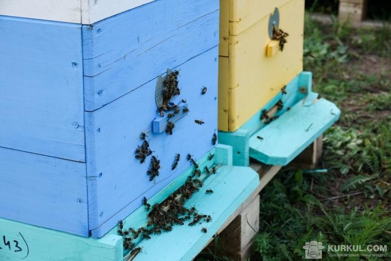 На Полтавщині створять медовий кластер 