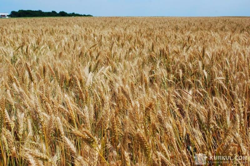 Прибуток від продажу зерна падає, а експорт муки — зростає