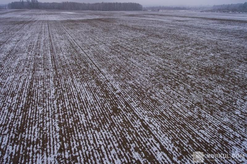 Вчені занепокоєні станом озимих культур після березневого похолодання