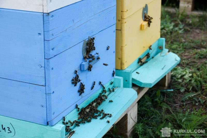 У Волинській області масово вимирають бджоли