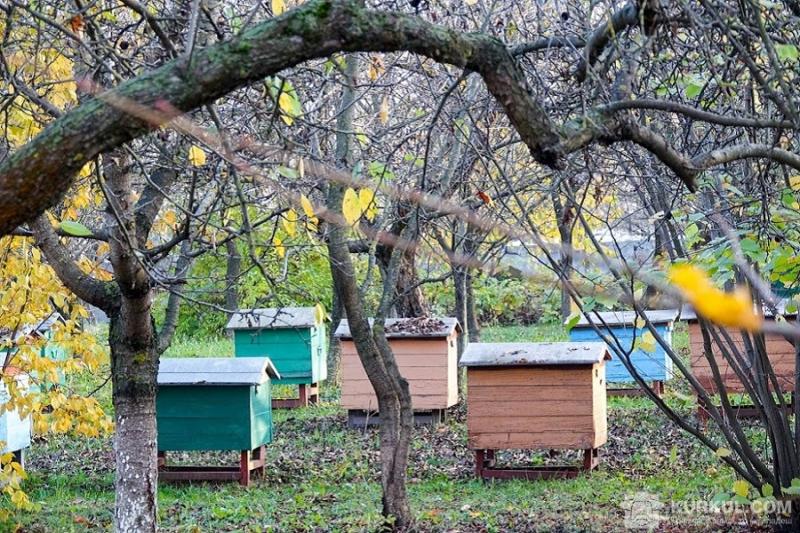 Мор бджіл Дніпропетровської області