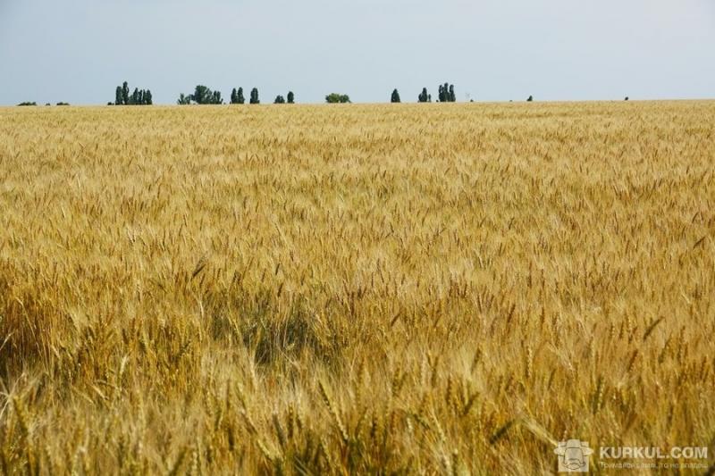 На полі в Одеській області з’явився нецензурний напис