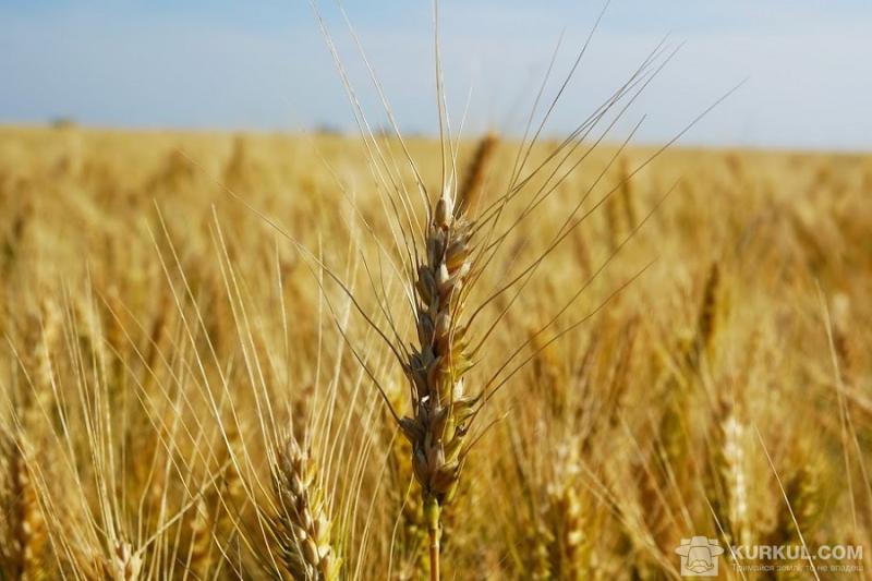 Посіви пшениці