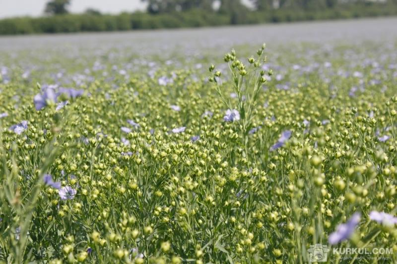 Україна має потенціал експорту харчового льону