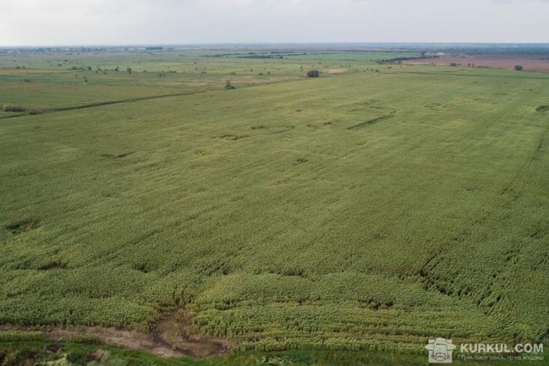 Депутати через Конституційний суд намагаються скасувати земельний мораторій