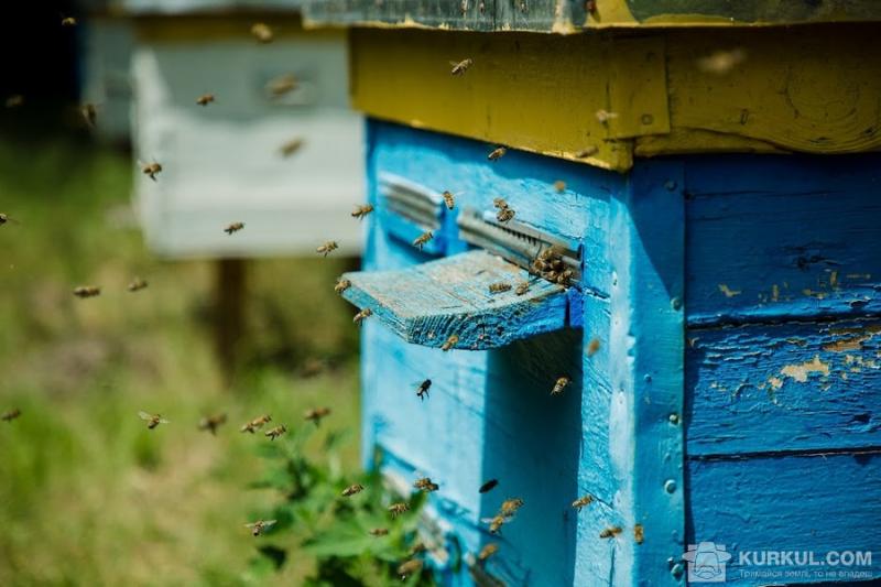 Вчені використають штучний інтелект для дослідження діяльності бджіл