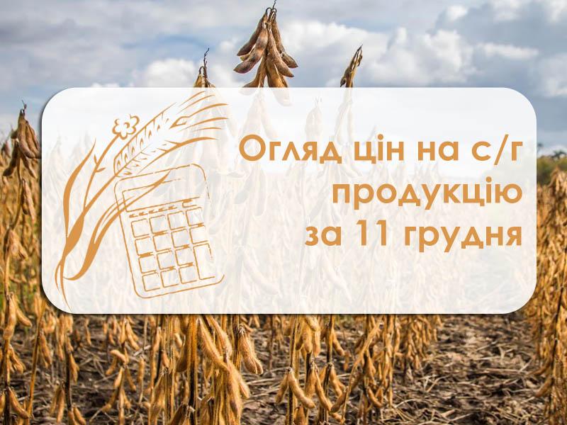 Соняшник подорожчав — огляд цін на с/г продукцію за 11 грудня