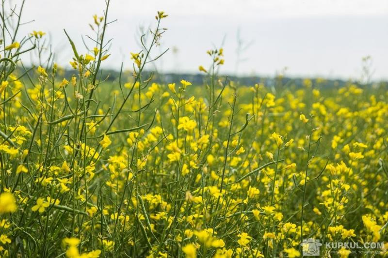 Площа під озимим ріпаком досягла максимуму з 2000 року