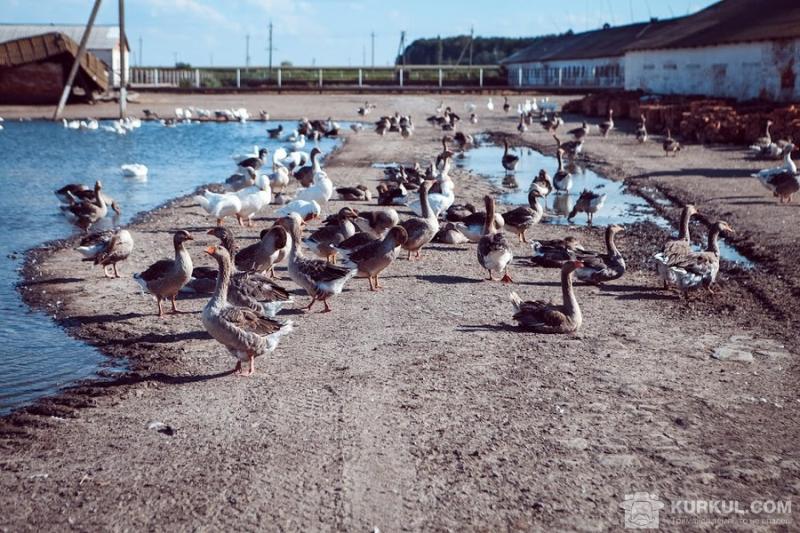 Гусівництво не конкурує з жодною іншою галуззю — думка