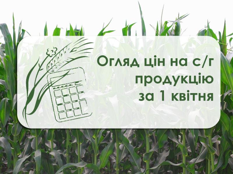 Упортах Одеської області почав дорожчати ріпак — огляд цін на с/г продукцію за 1 квітня