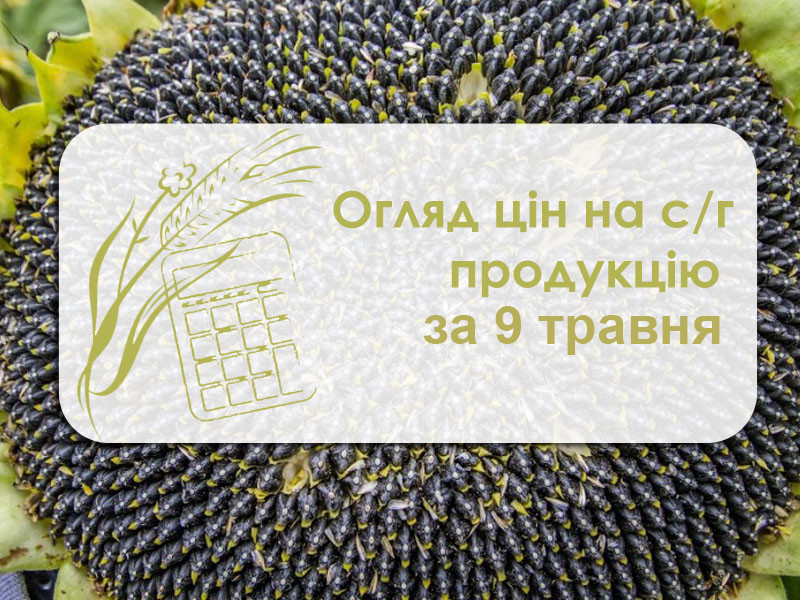 Соняшник упевнено дорожчає —  огляд цін на с/г продукцію за 9 травня