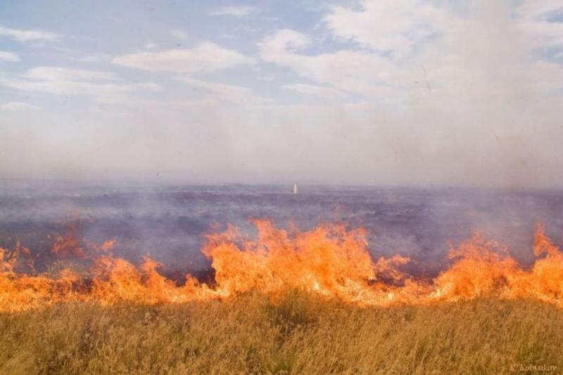 На Запоріжжі від вогню врятували 130 га пшениці