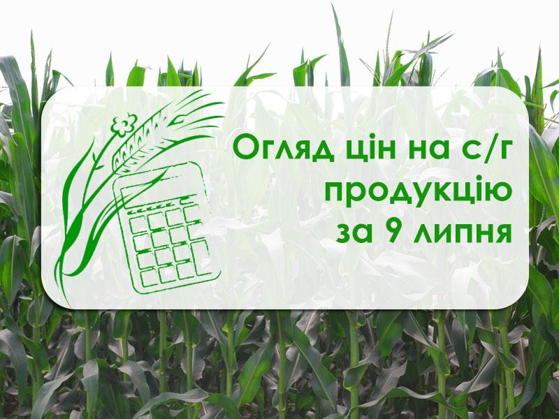 Ціна ріпаку почала знижуватись — огляд цін на с/г продукцію за 9 липня 