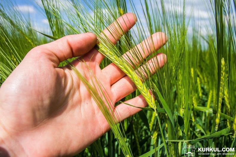 Аграріям радять в першу чергу зібрати ячмінь