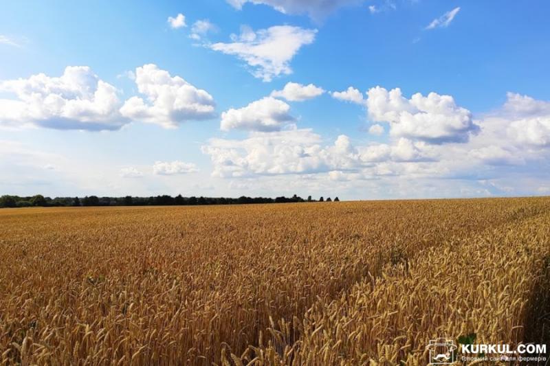 ДБР перевіряє причетність прокурора до продажу арештованого врожаю