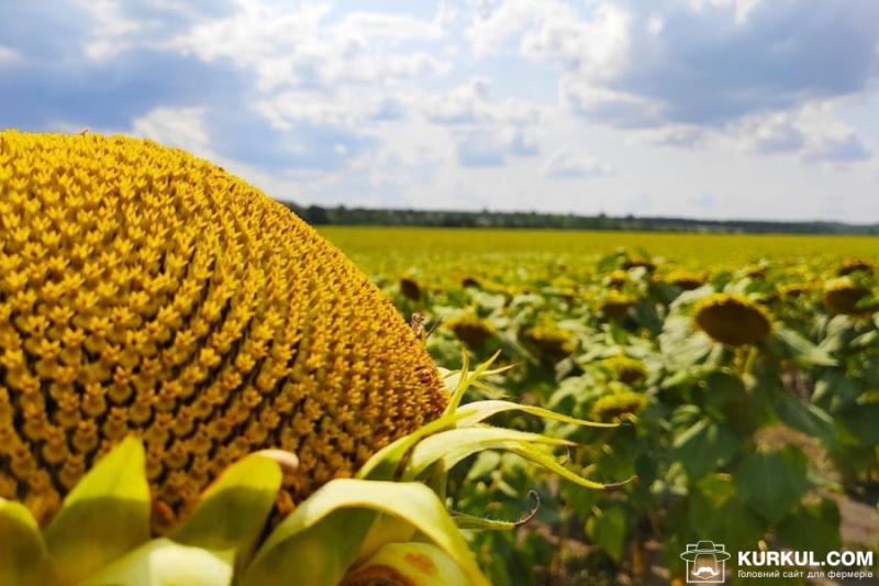 На Херсонщині завжди вирощуватимуть соняшник — фермер