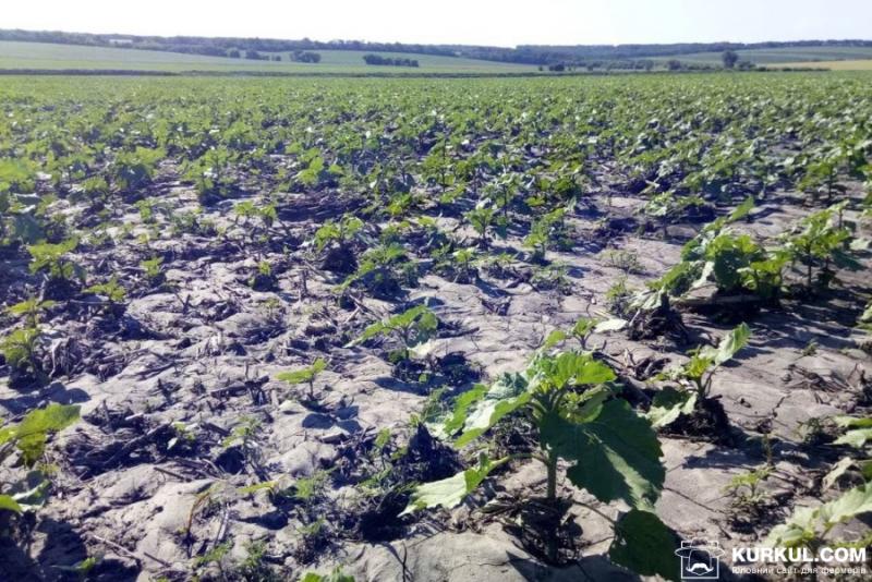 Використання no-till врятувало посіви соняшнику від негоди