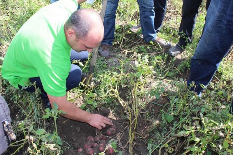 Волинський фермер презентував нові сорти картоплі