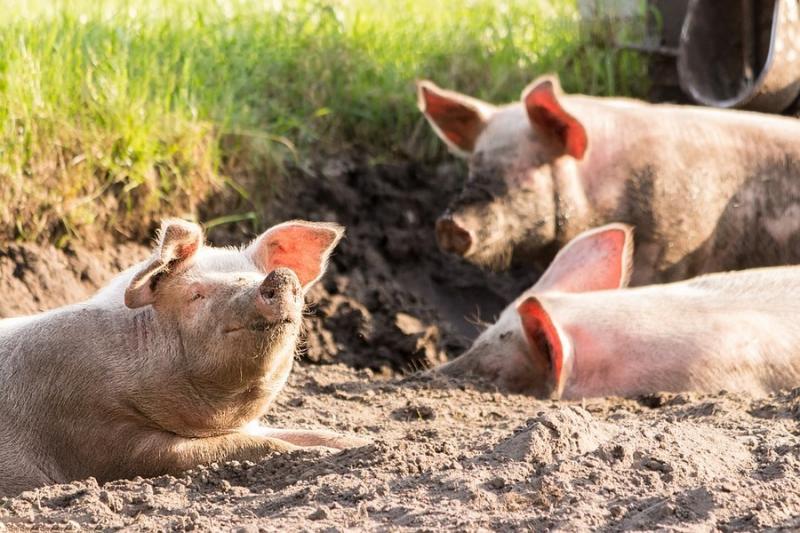 В Україні пропонують переробляти м'ясо з постраждалих від АЧС ферм на тушонку