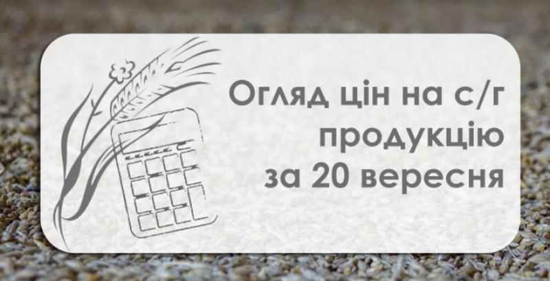 Ріпак подорожчав — огляд цін на с/г продукцію за 20 вересня