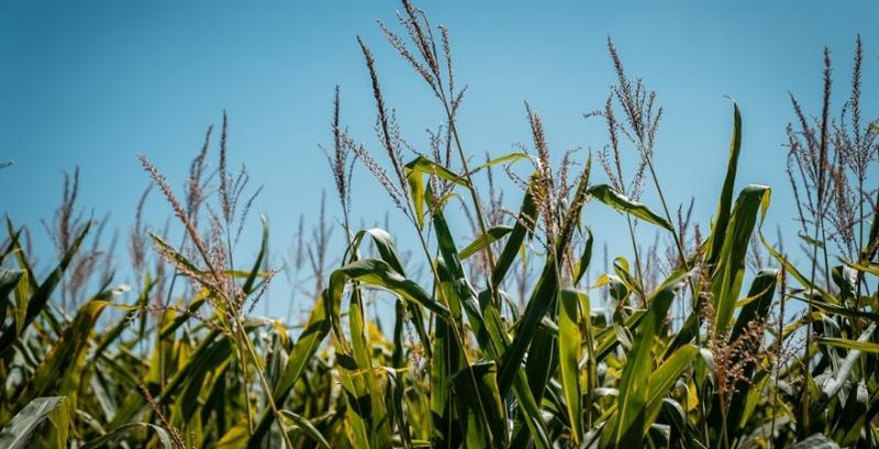 Bayer Crop Science представить нову комерційну структуру на початку 2020 року