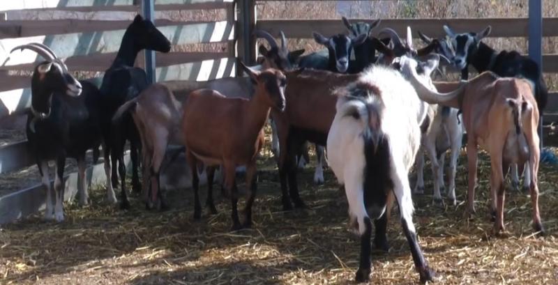 На родинній фермі під Харковом розводять альпійських кіз