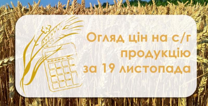 Кукурудза подешевшала — огляд цін на с/г продукцію за 19 листопада