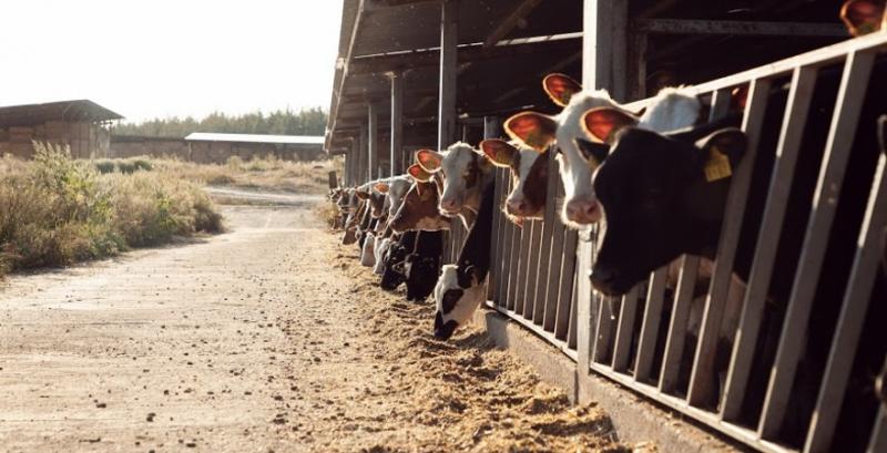 На сімейній фермі з Франківщини корів перевели на холодове утримання