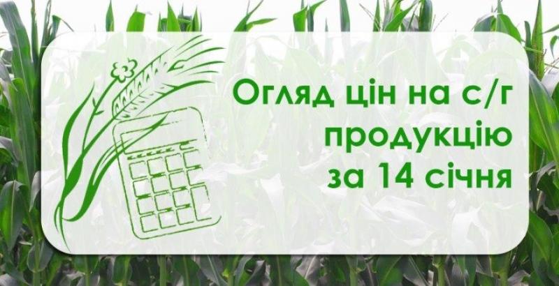 Ціни на пшеницю та соняшник зросли — огляд цін на с/г продукцію за 14 січня