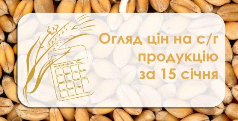 Кукурудза, пшениця та соняшник подорожчали — огляд цін на с/г продукцію за 15 січня