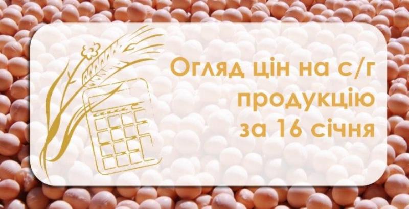 Соняшник продовжує дорожчати — огляд цін на с/г продукцію за 16 січня