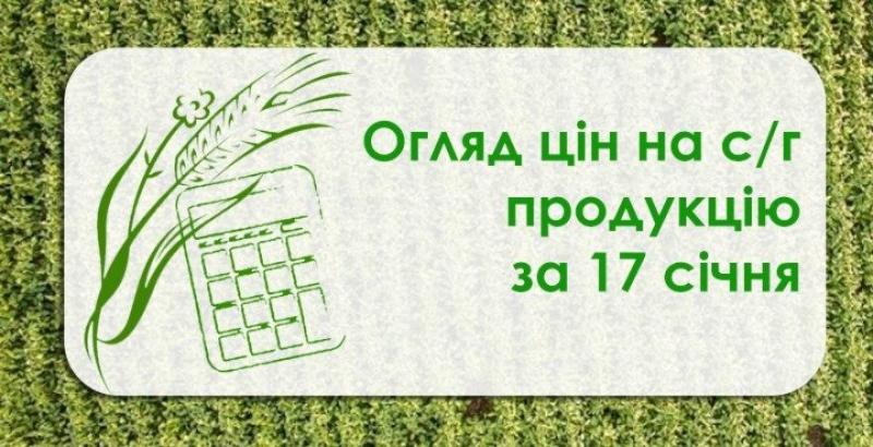 Кукурудза та соняшник подешевшали  — огляд цін на с/г продукцію за 17 січня
