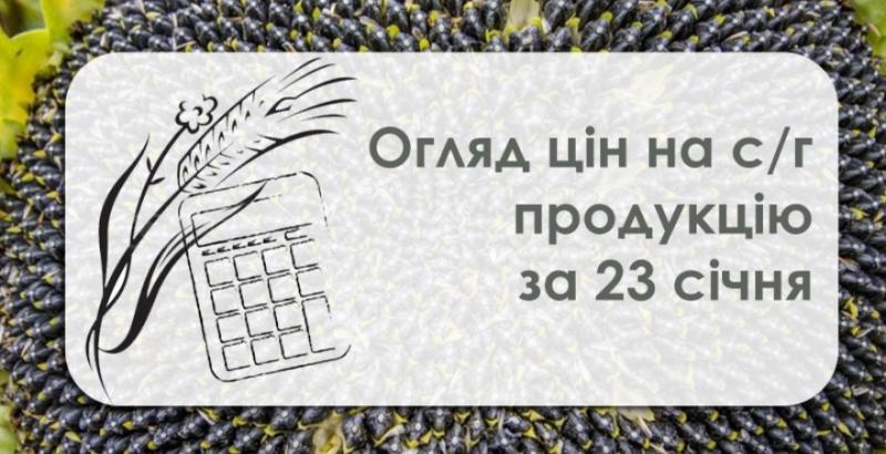 Кукурудза та пшениця подорожчали — огляд цін на с/г продукцію за 23 січня