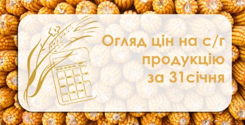 Ріпак продовжує дешевшати — огляд цін на с/г продукцію за 31 січня