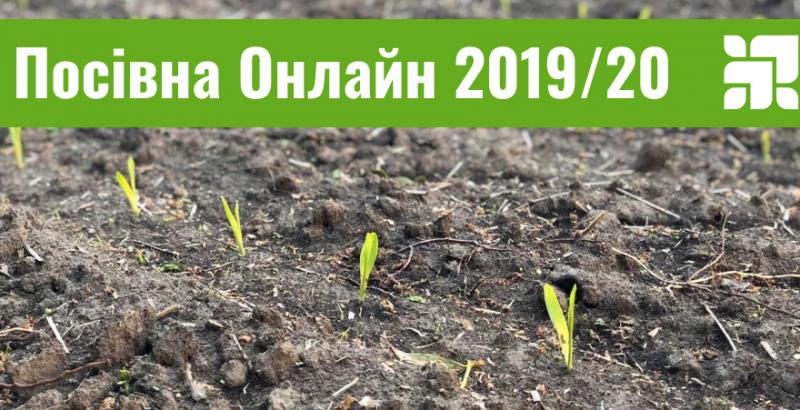 Названо області-лідери за посівами кукурудзи