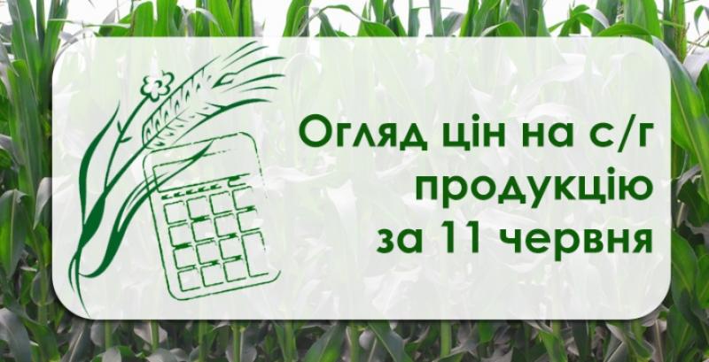 Ціна соняшнику перевищила 11,5 тисяч грн — огляд за 11 червня