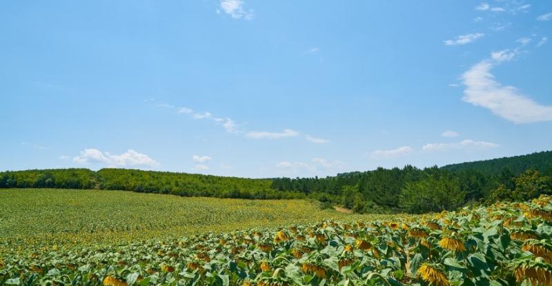 На Миколаївщині депутат самовільно посіяв соняшник та ячмінь у лісі