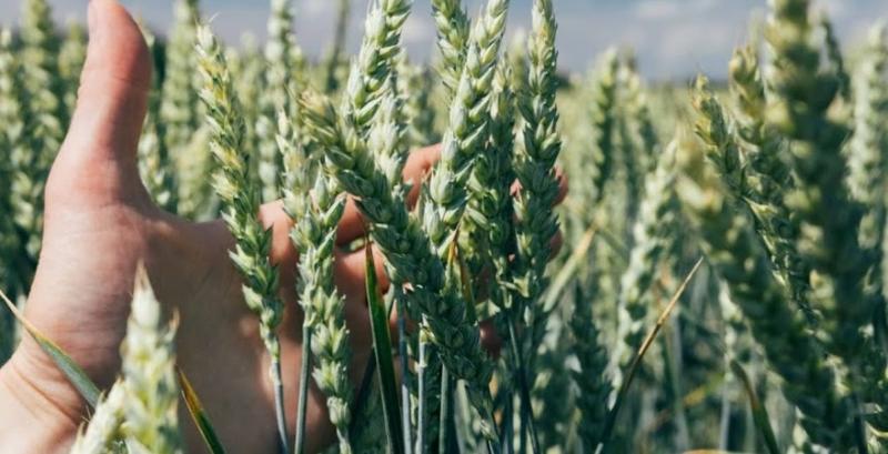 Ціни на зерно протягом десятиріччя залишаться стабільними — FAO