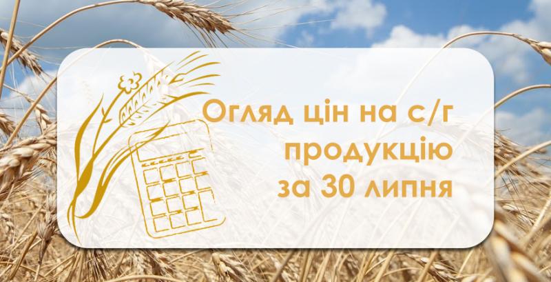 Ціна пшениці 2 класу пішла донизу — огляд за 30 липня