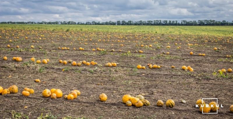 Фермерське господарство з Вінниччини експортуватиме гарбузи