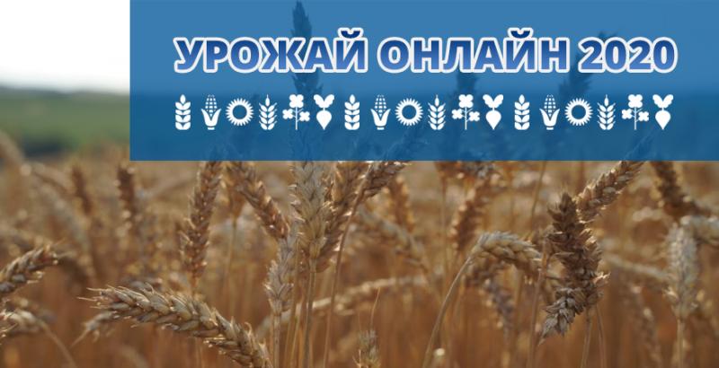 Аграріям залишилося зібрати третину урожаю пшениці