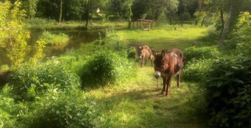 Фермер з Київщини продає віслюче молоко по 1000 грн за літр