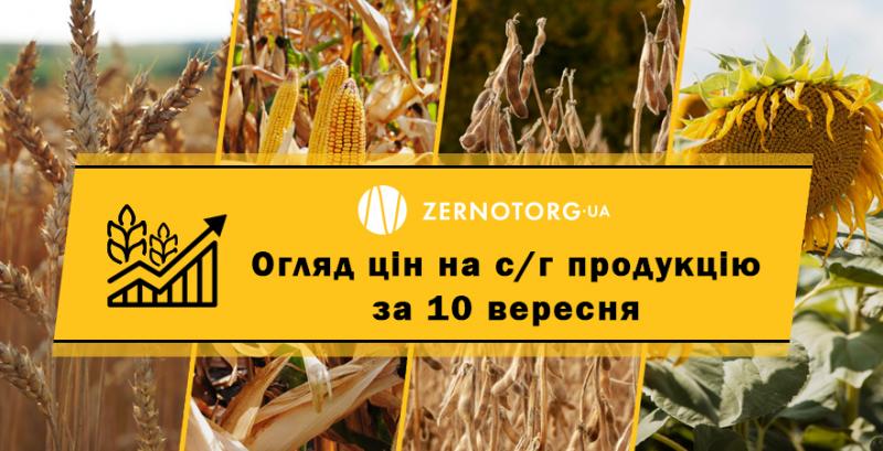 Ціна пшениці перевищила 200 доларів за тонну — огляд за 10 вересня