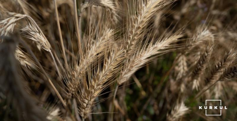 Ціни на основні продукти харчування досягнули найвищого за останні місяці рівня