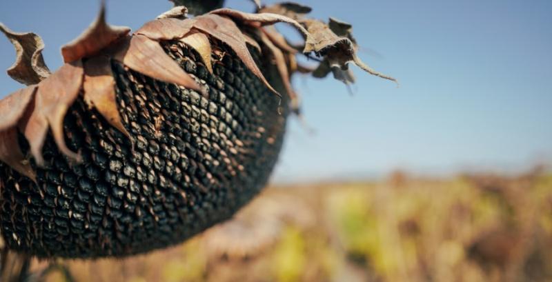 В Чикаго різко знизились ціни на с/г продукцію