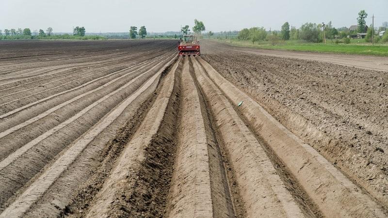 Польські фермери викидають картоплю через карантин і падіння попиту