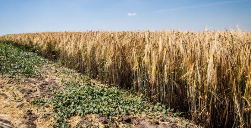 Китай цього сезону наростив закупівлі ячменю з України та ЄС