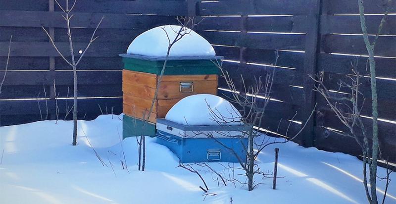 Через погодні гойдалки взимку кількість бджолосімей зменшилася на 25%  — фахівець