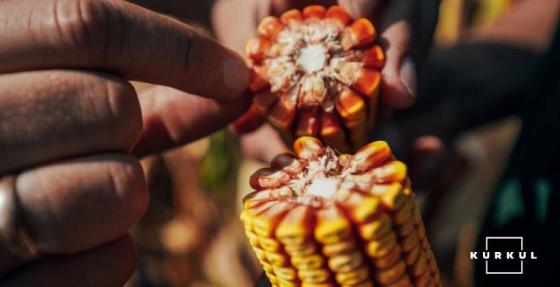 Ціни на с/г продукцію в США завмерли напередодні звіту USDA